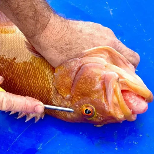 Ikipik Fish Spike